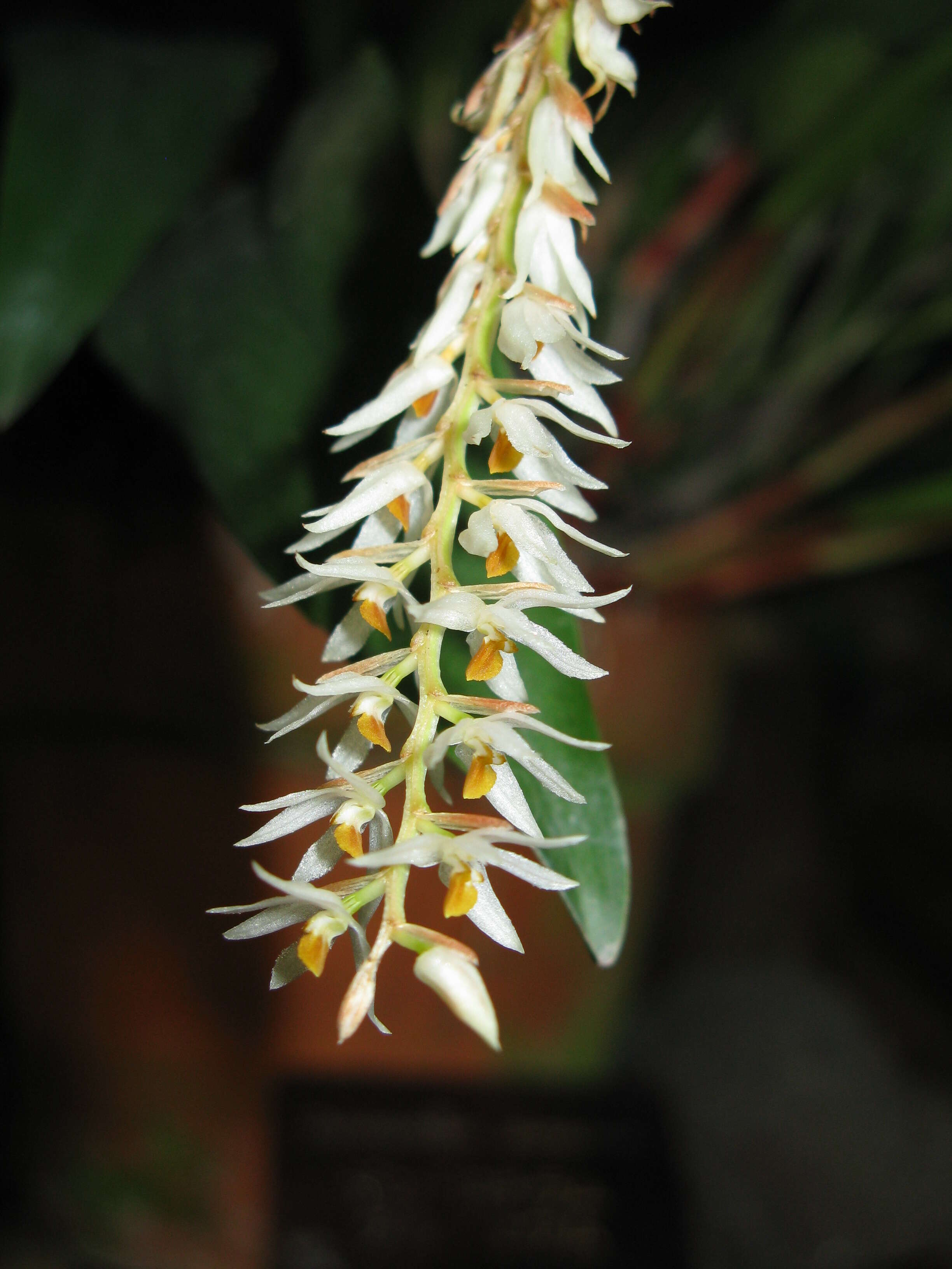 Image of Hay-scented orchid