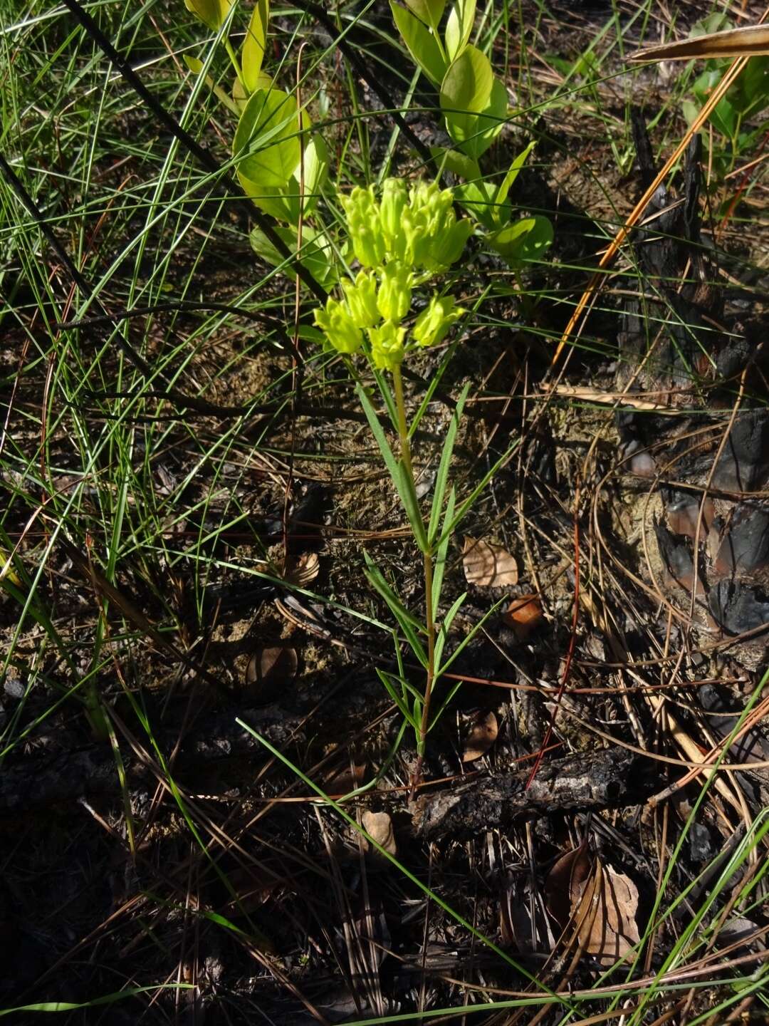 Image of Savannah Milkweed