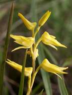 Image of Yellowspike orchids