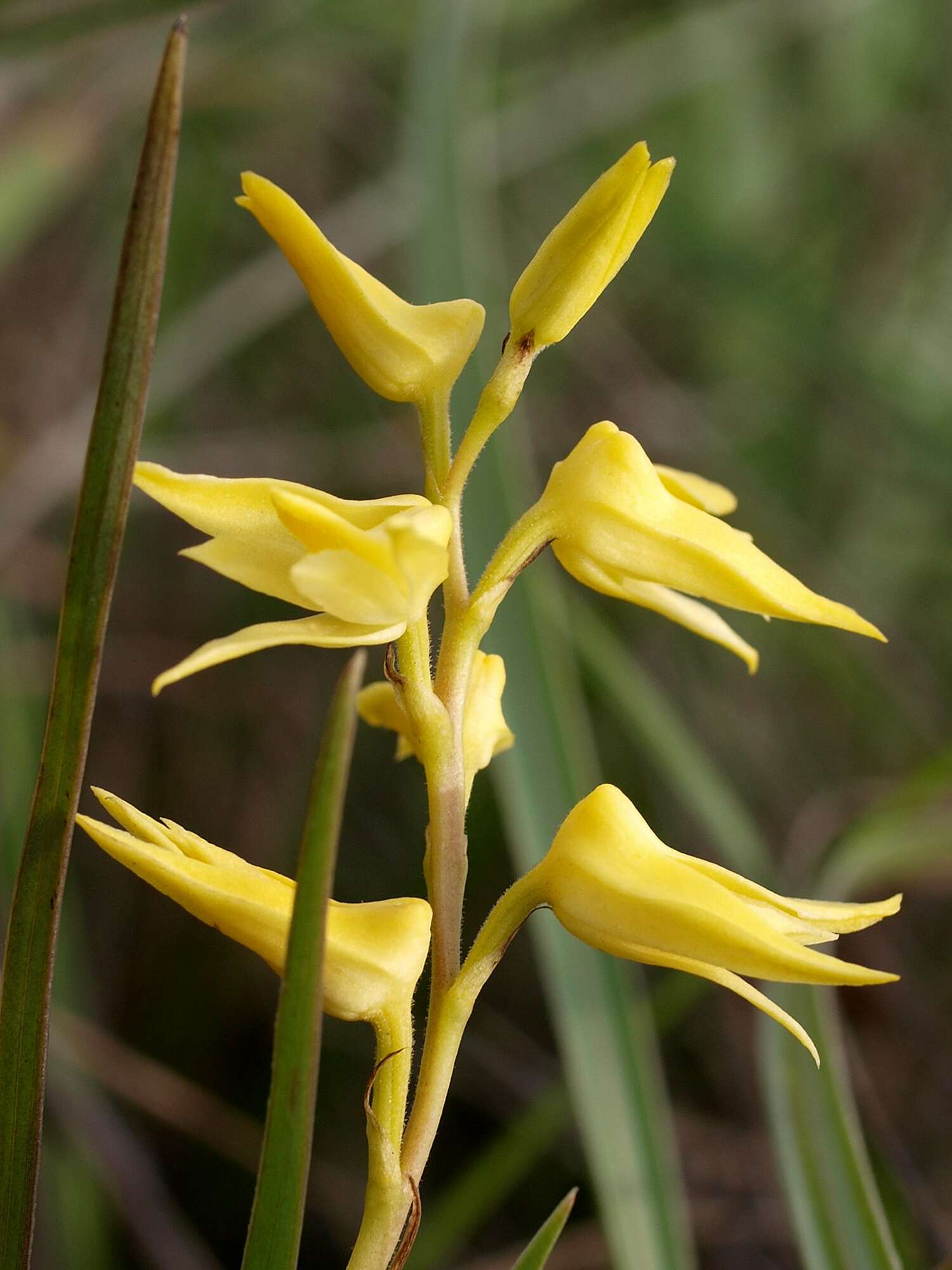 Image of Yellowspike orchids