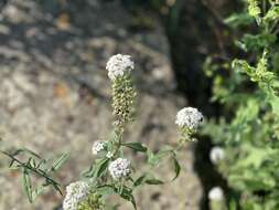 Image of Lysimachia pentapetala Bunge