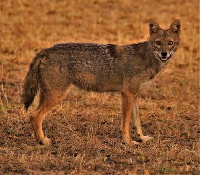 Image of golden jackal