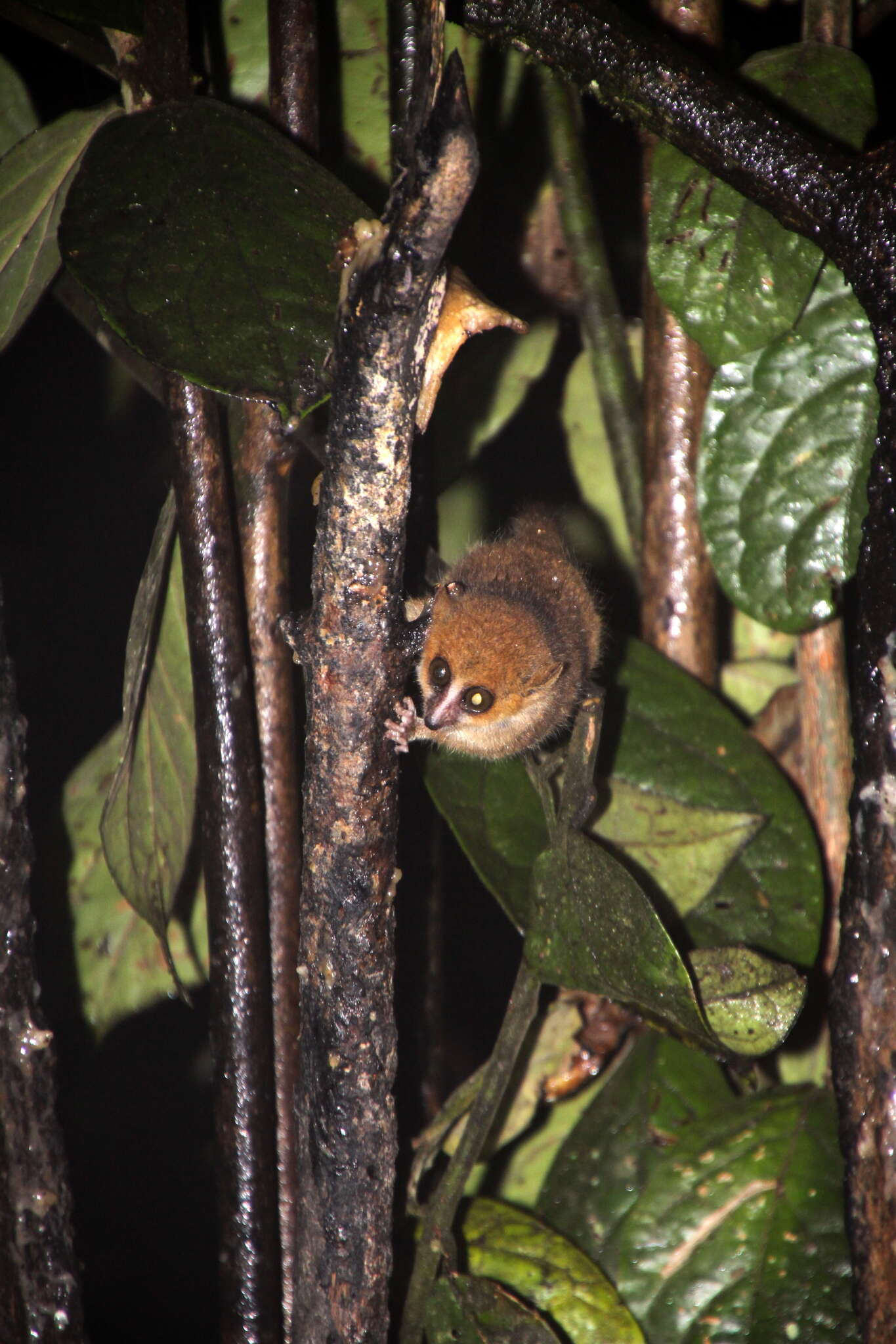 Image of Brown Mouse Lemur