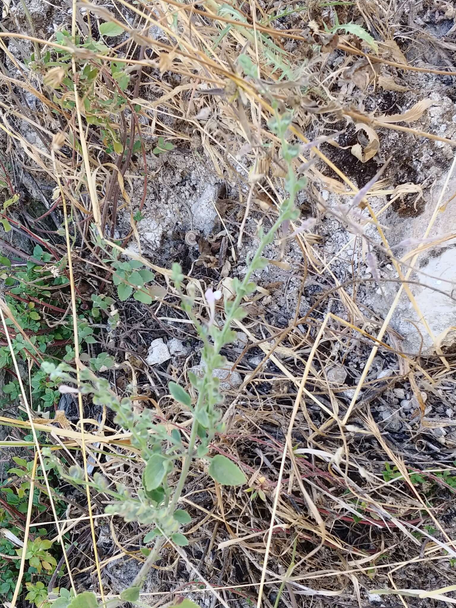 Image de Scutellaria brevibracteata Stapf