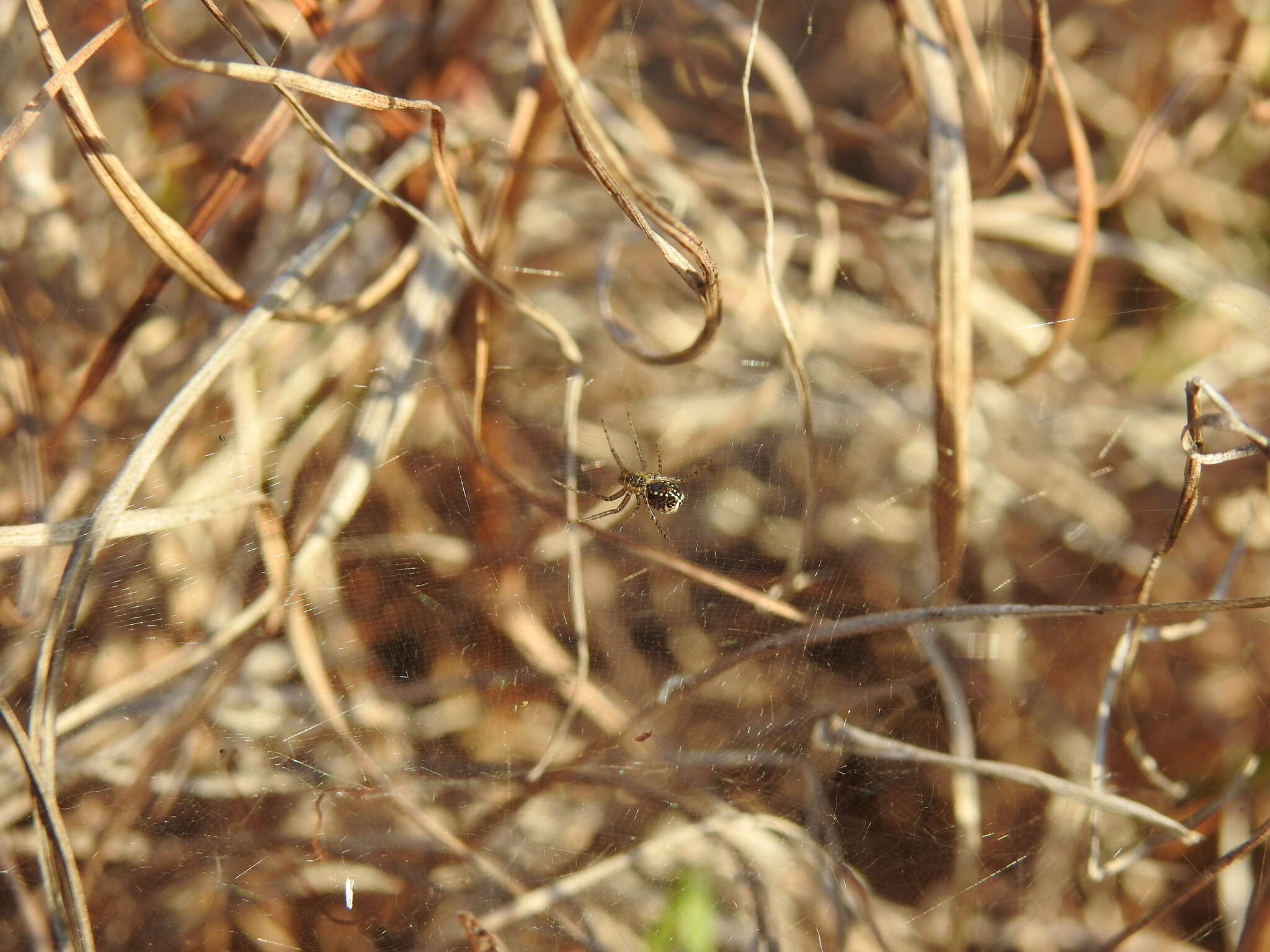 Image of Cyrtobill darwini Framenau & Scharff 2009