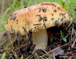 Image of Stinking Russula