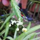 Image de Lockhartia micrantha Rchb. fil.