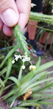 Image of Lockhartia micrantha Rchb. fil.
