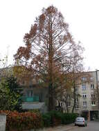 Image of dawn redwood