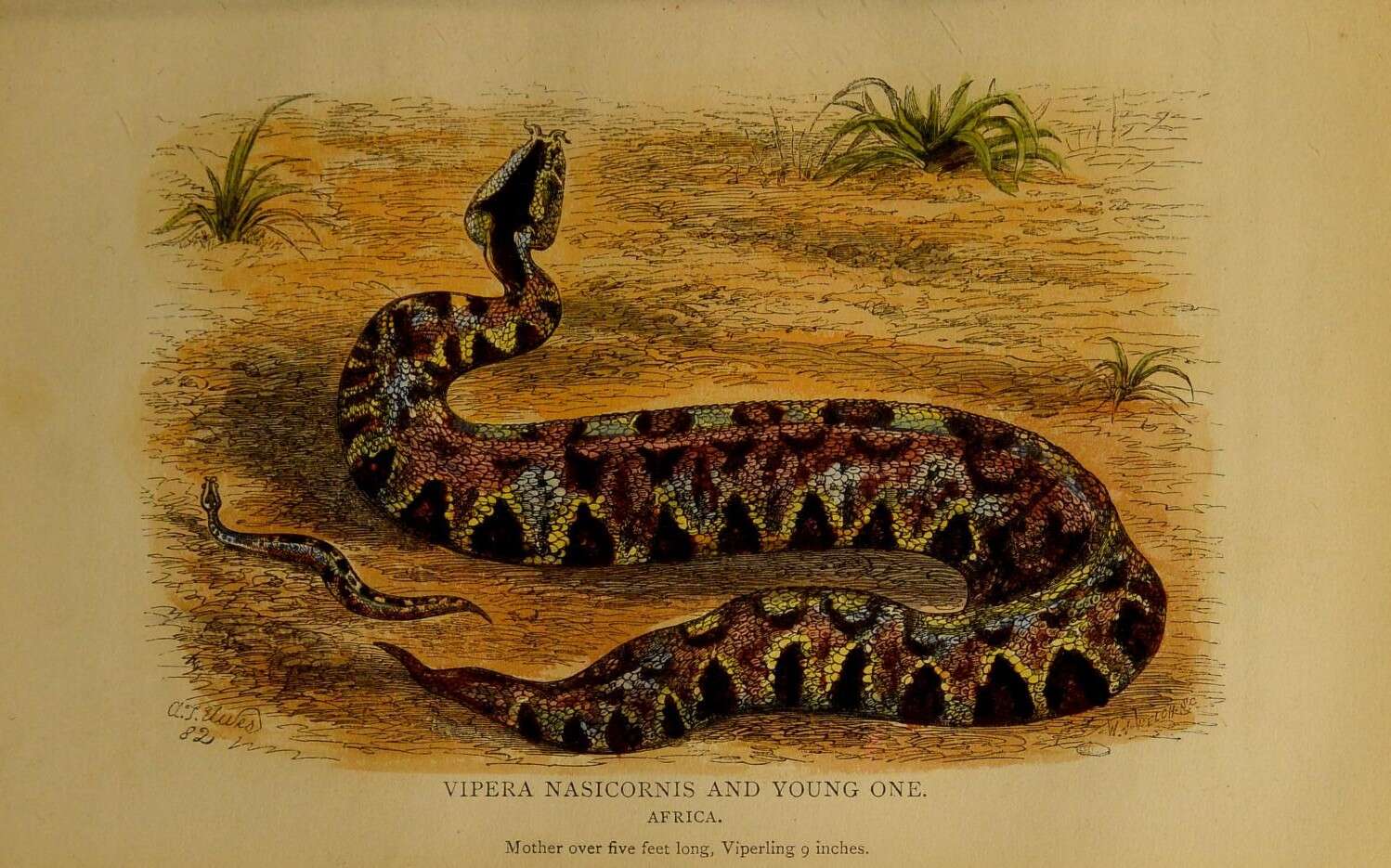 Image of Rhinoceros Viper