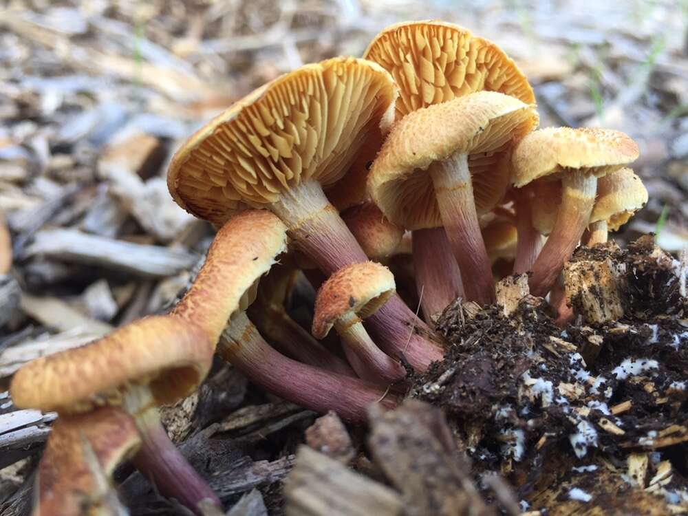 Image of Gymnopilus dilepis (Berk. & Broome) Singer 1951