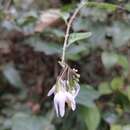 صورة Solanum procumbens Loureiro