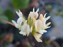 Image de Trifolium breweri S. Watson