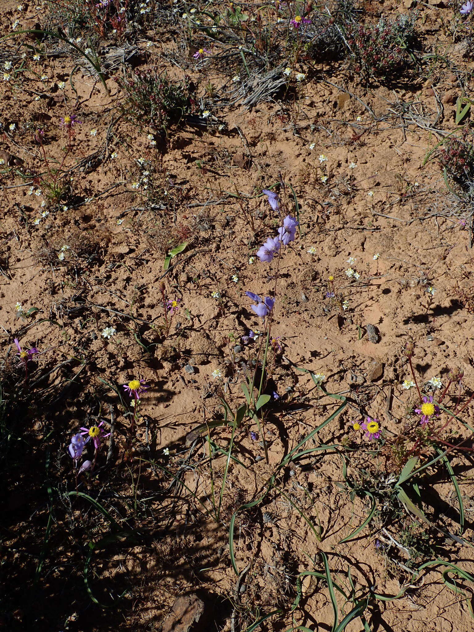 Image of Ixia marginifolia G. J. Lewis