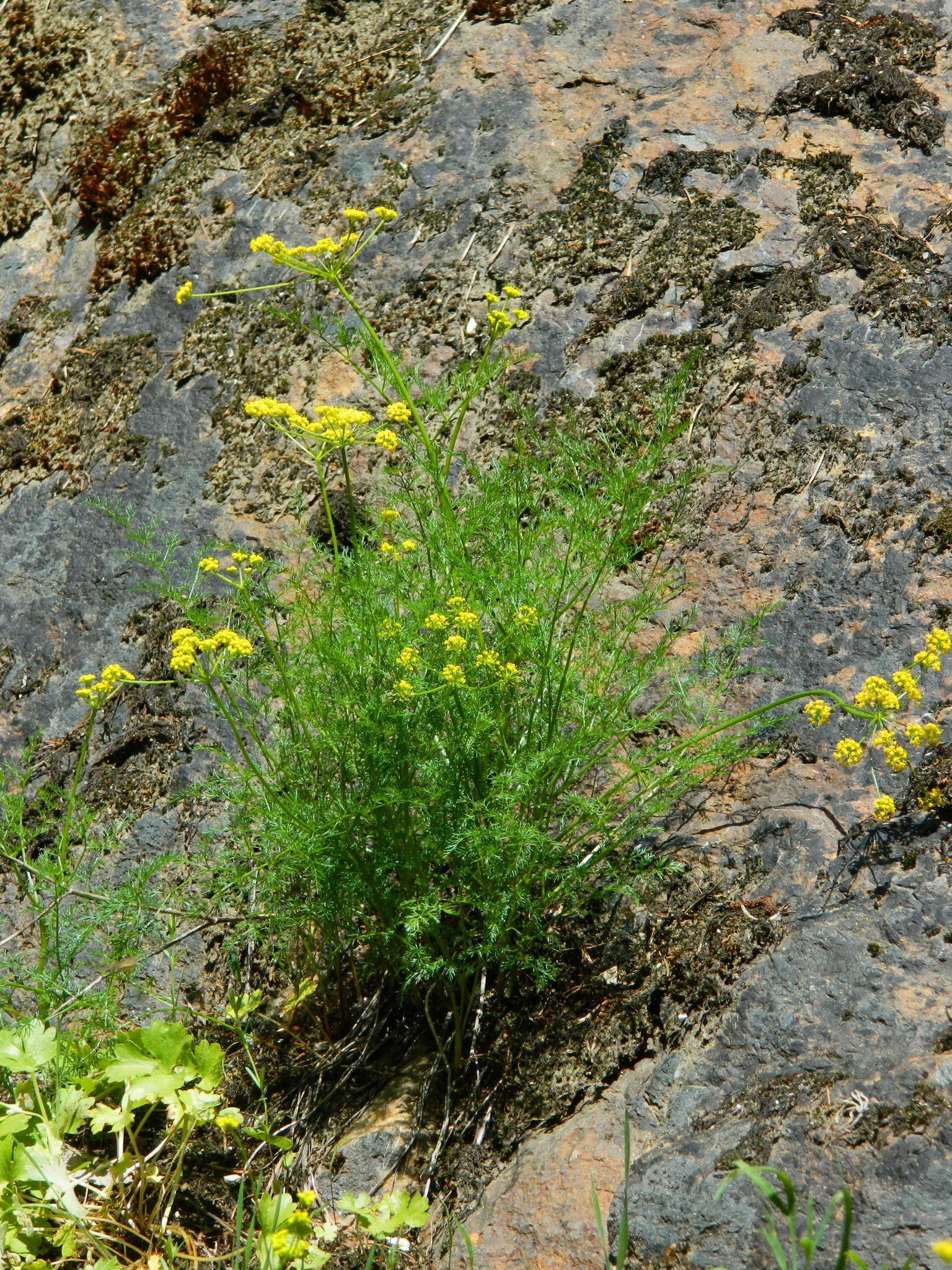 Image of Brunsfeld's desertparsley