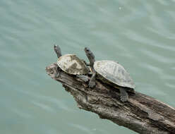 Image of Assam Roofed Turtle