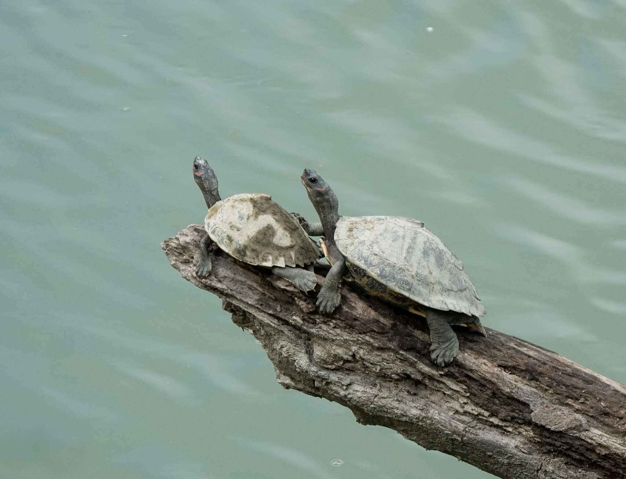 Image of Assam Roofed Turtle