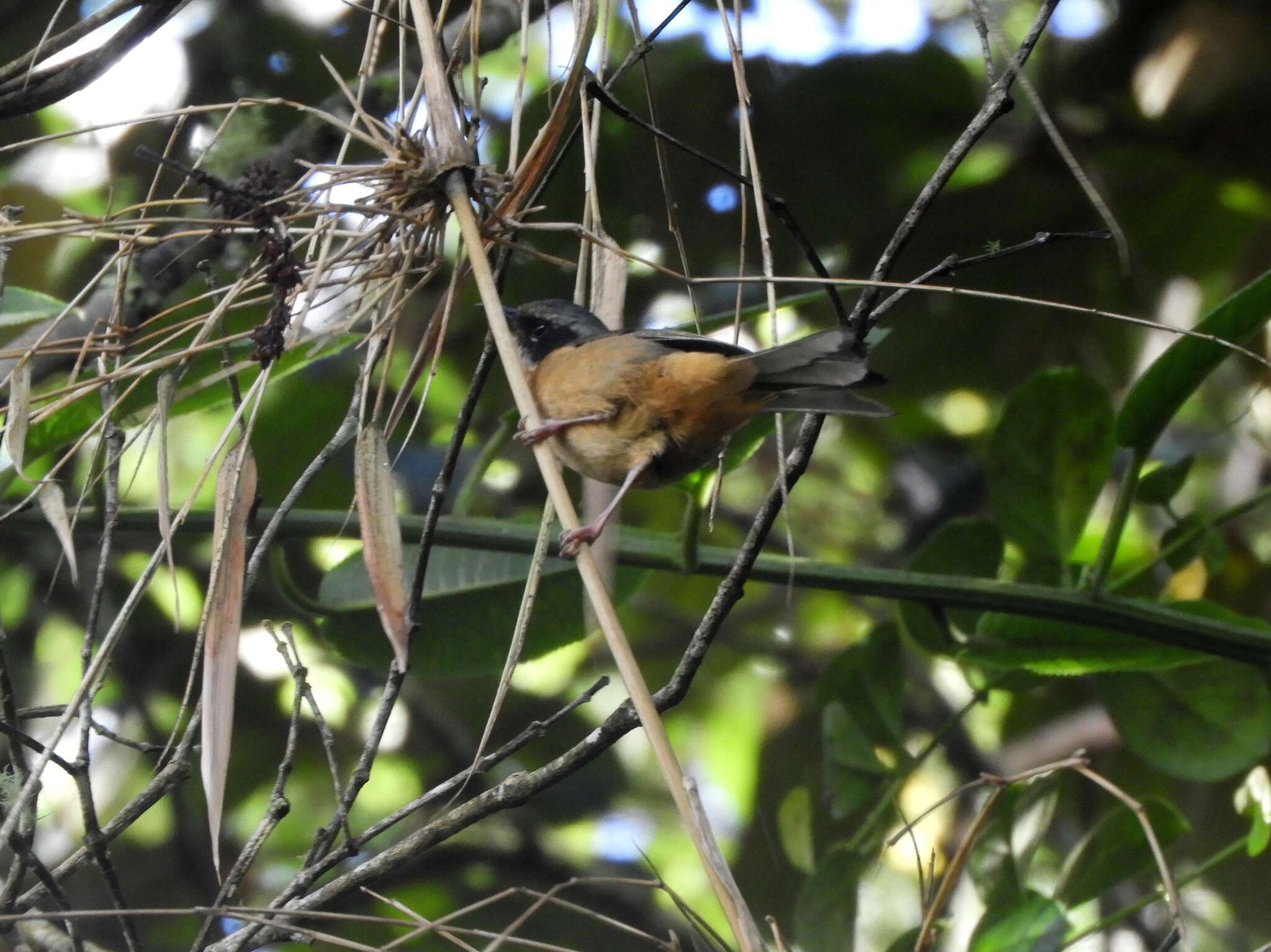 صورة Sphenopsis melanotis (Sclater & PL 1855)