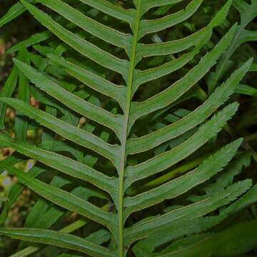 Imagem de Pteris dentata Forsk.