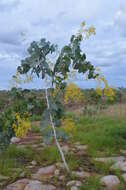 Image of Acacia dunnii (Maiden) Turrill