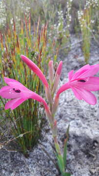 Imagem de Watsonia coccinea (Herb. ex Baker) Baker