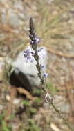 Sivun Verbena neomexicana (A. Gray) Briq. kuva