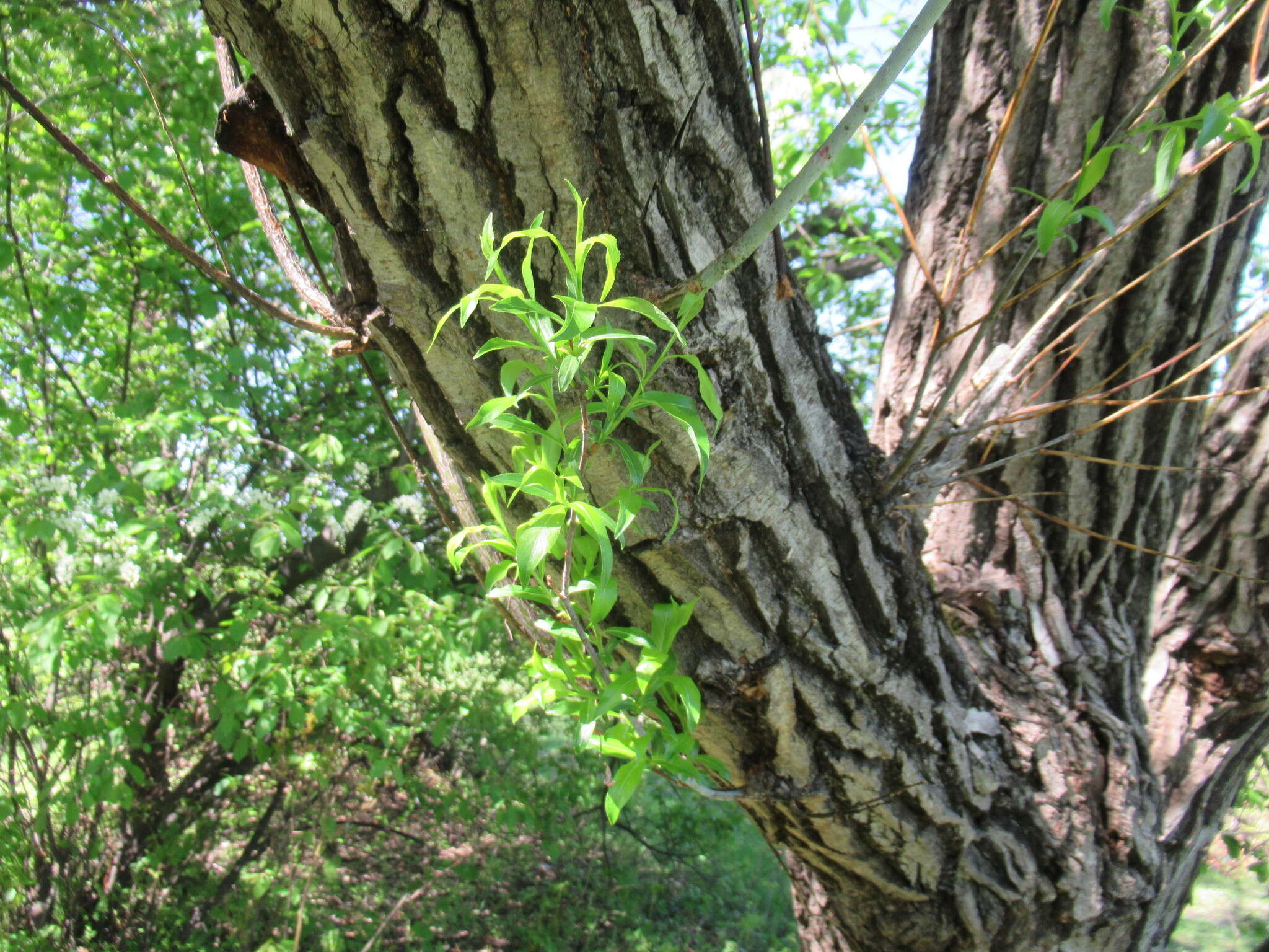 Image of Salix rorida Lacksch.