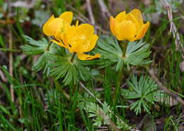 Image of Eranthis longistipitata Regel