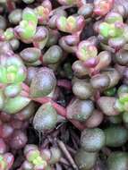 Imagem de Sedum divergens S. Wats.