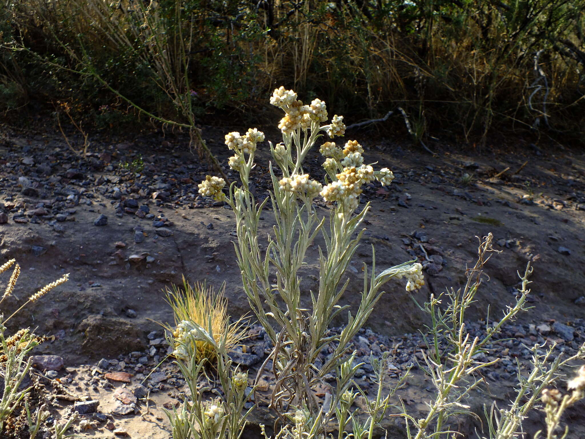 Слика од Pseudognaphalium gaudichaudianum (DC.) A. A. Anderberg