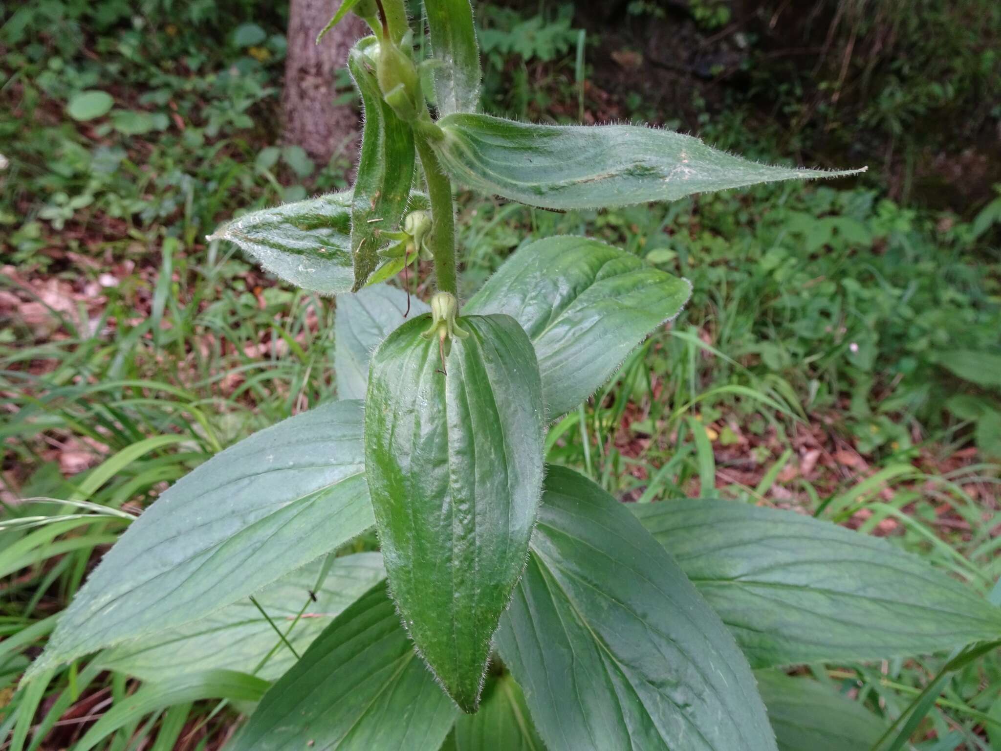 Imagem de Digitalis grandiflora Mill.