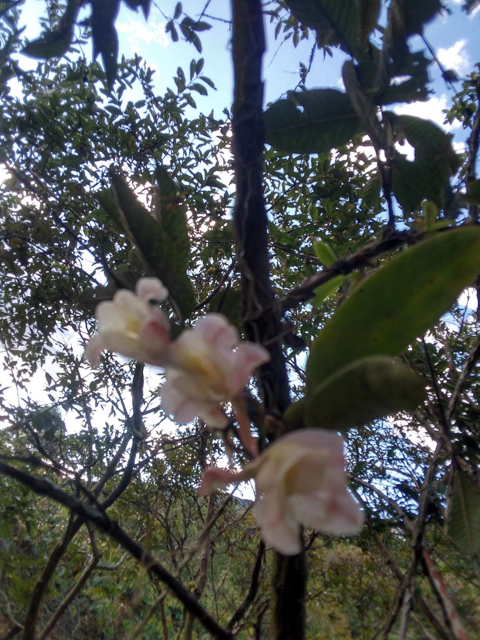 Image of Rodriguezia granadensis (Lindl.) Rchb. fil.