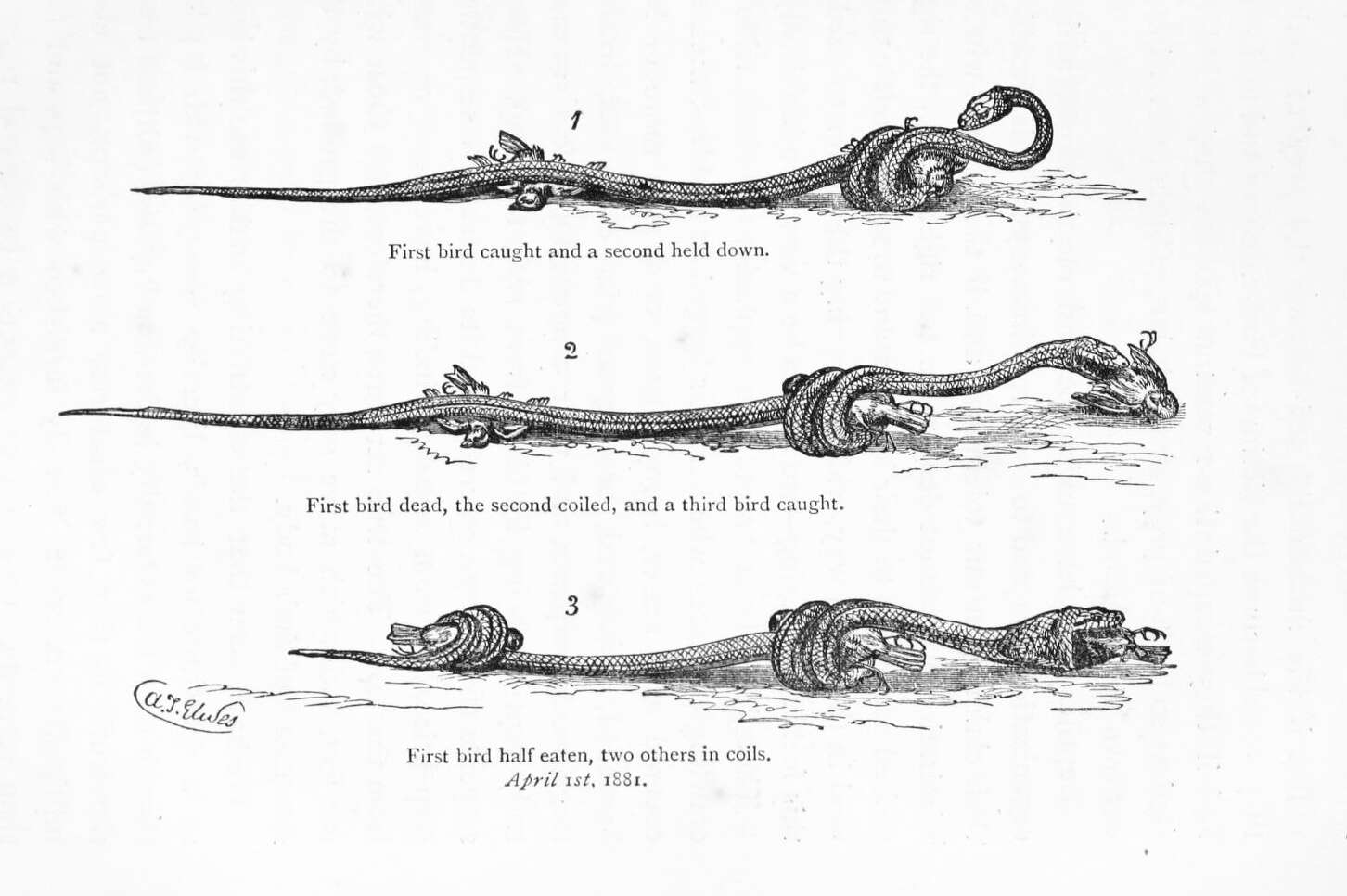 Elaphe quatuorlineata (Bonnaterre 1790)的圖片