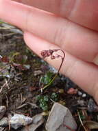 Plancia ëd Thalictrum alpinum L.