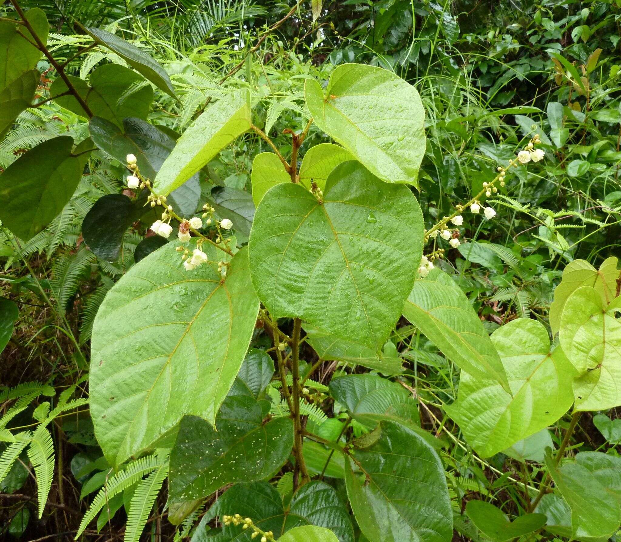 Image of Manniophyton fulvum Müll. Arg.