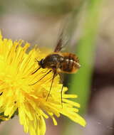 Image of Bombylius mexicanus Wiedemann 1821