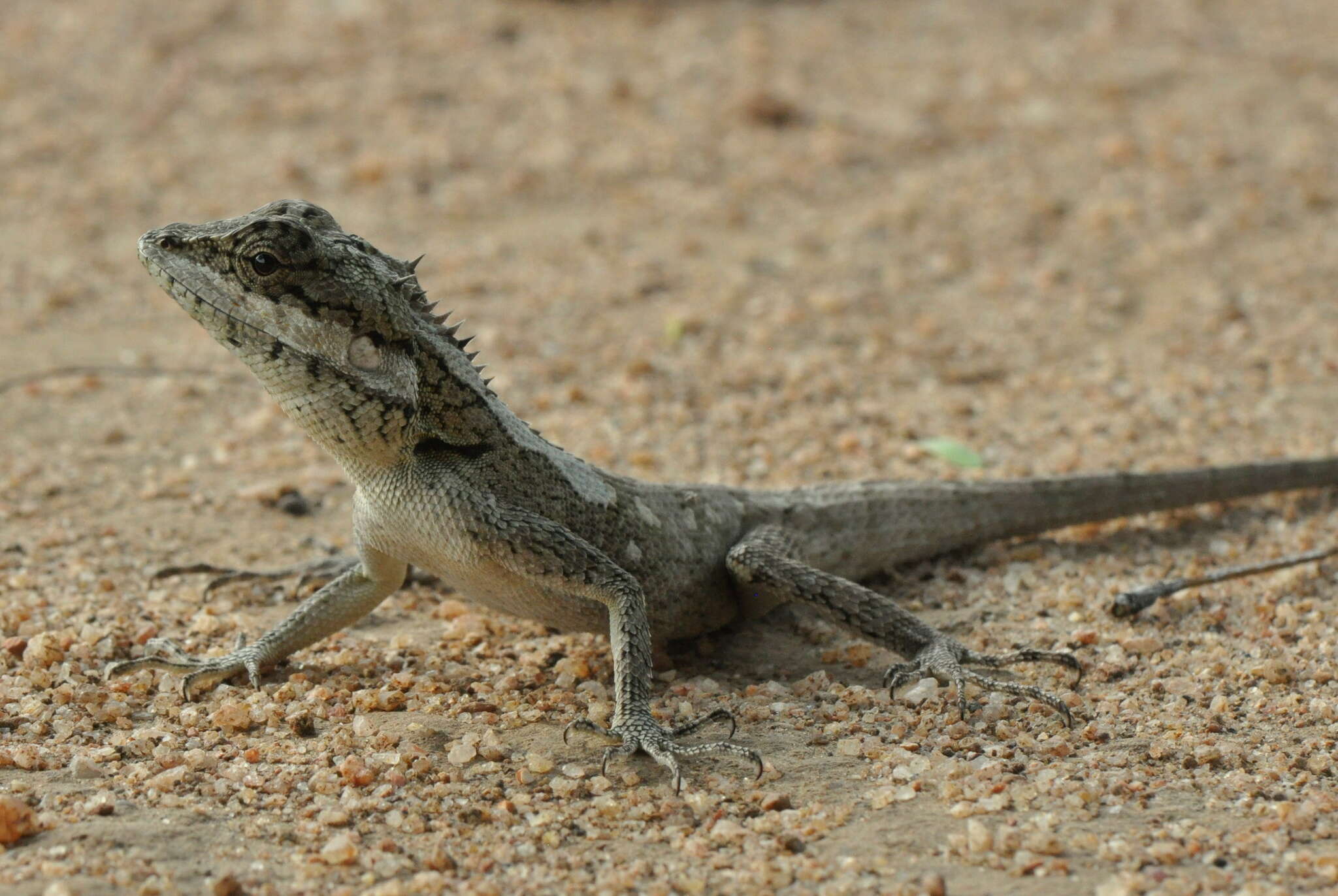 Image of Sri Lankan bloodsucker