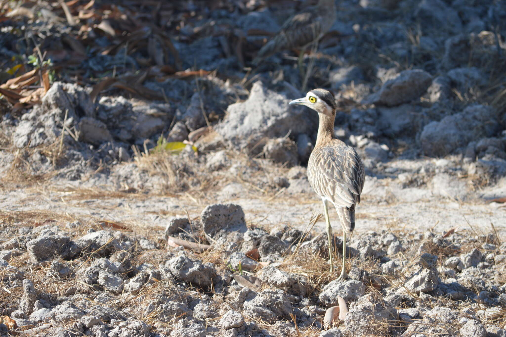 Image of Double-striped Thick-knee