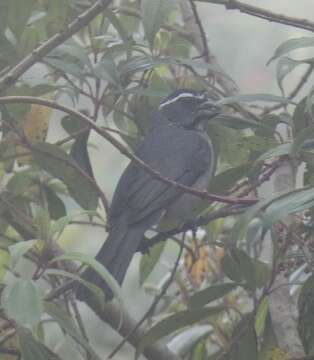 Image of Thick-billed Saltator