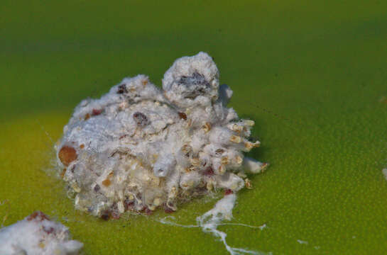 Image of Cochineal scale