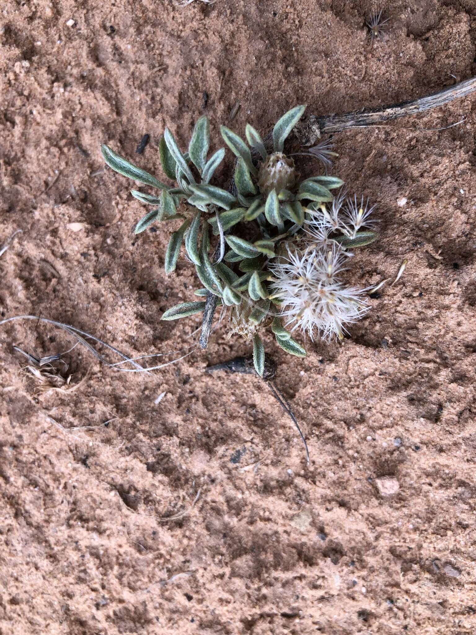 Image of hoary Townsend daisy