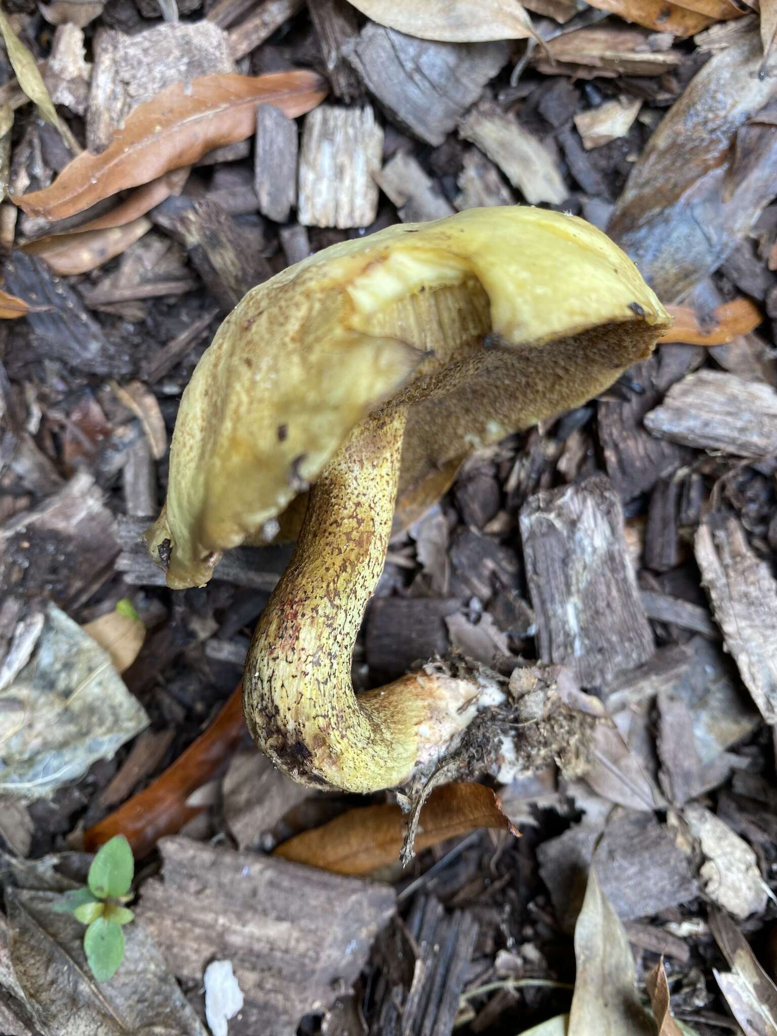 Image of Suillus hirtellus (Peck) Snell 1944