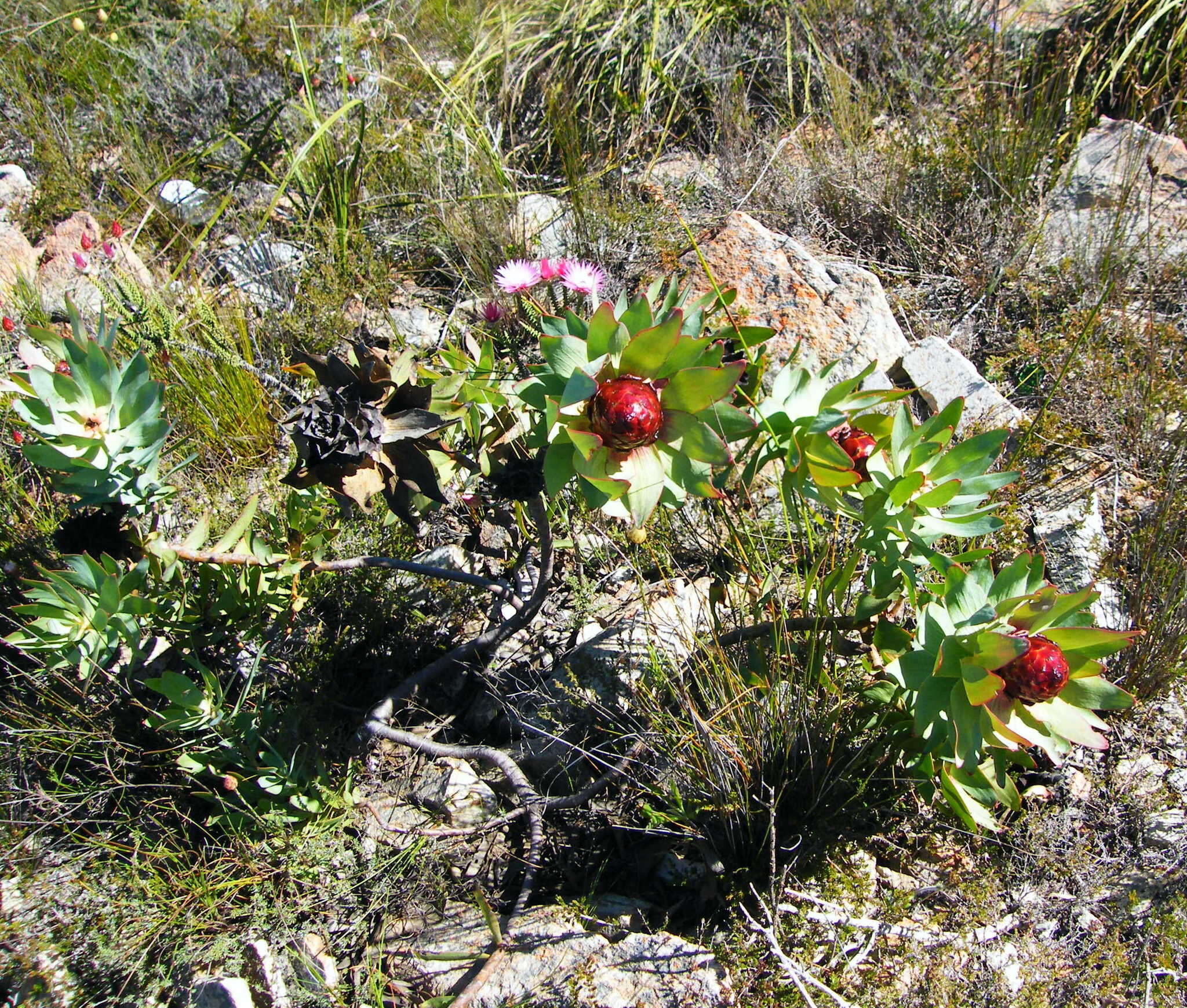 Image of spicy conebush