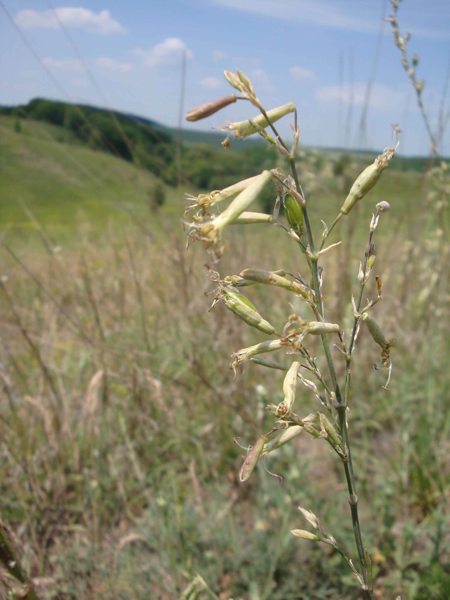 Image de Silene chlorantha (Willd.) Ehrh.