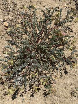 Image of Astragalus douglasii var. douglasii