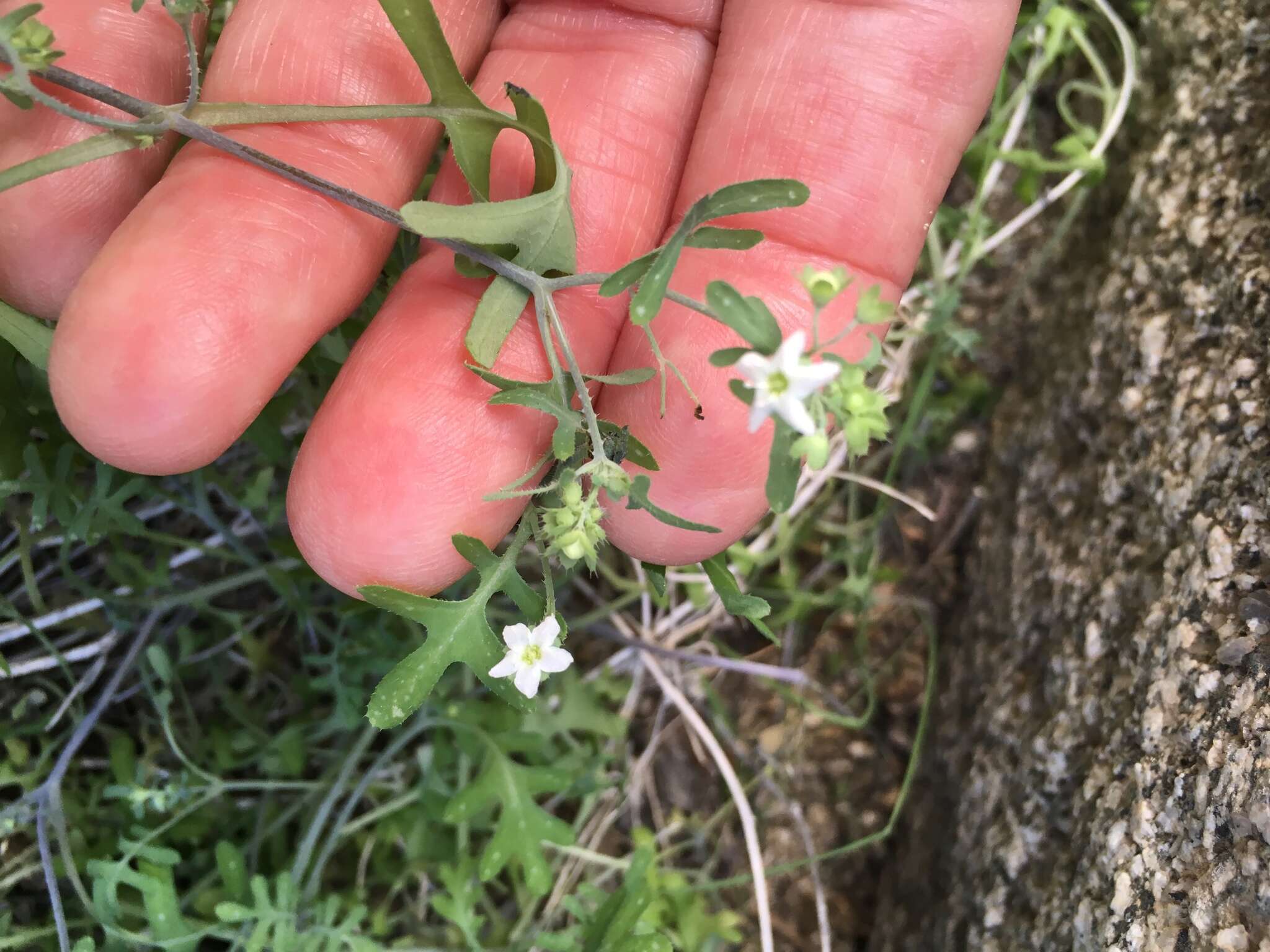 Image of white fiestaflower