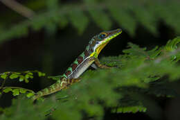 Image of Anolis bahorucoensis bahorucoensis Noble And Hassler 1933