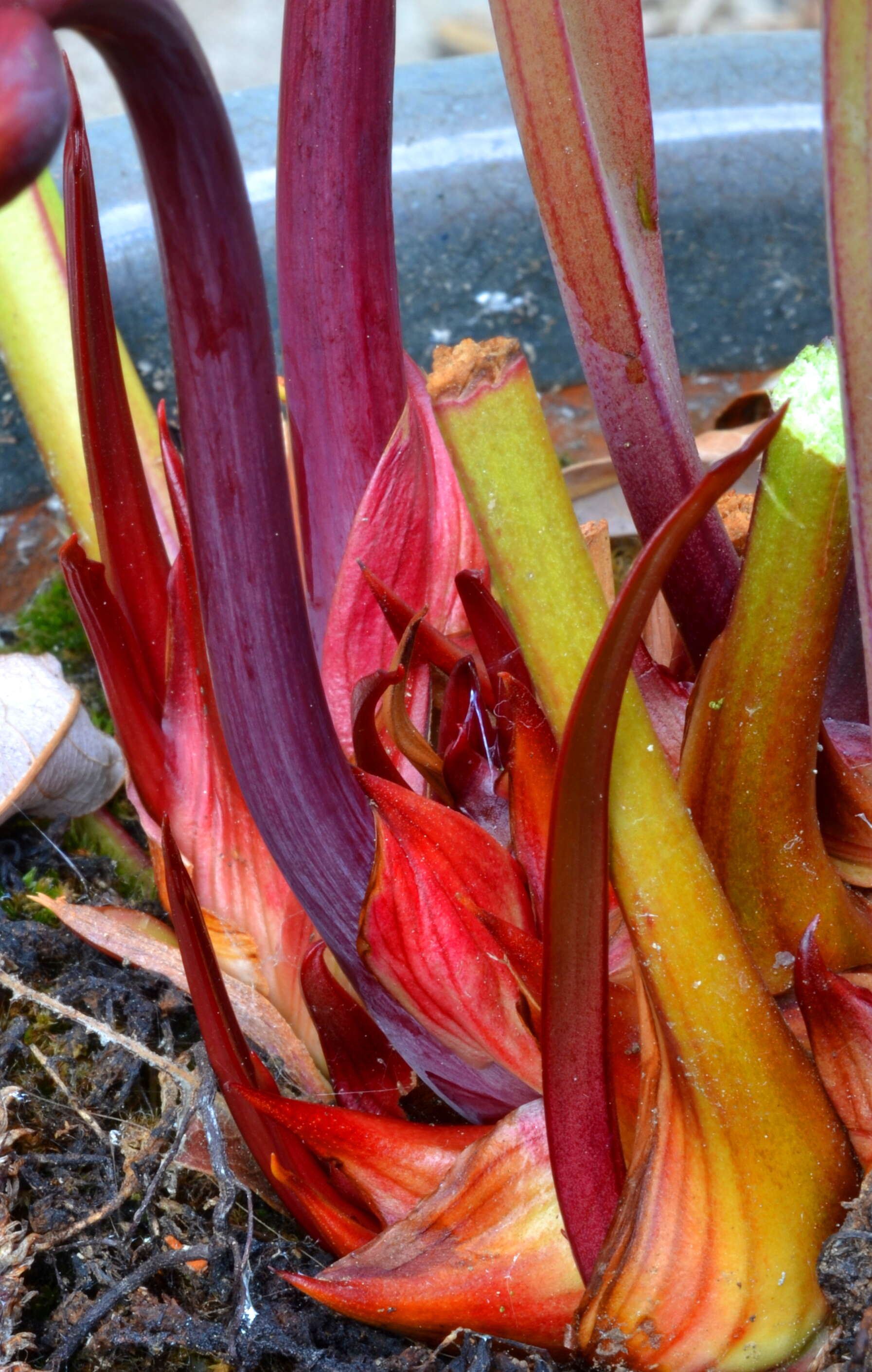 Image of crimson pitcherplant