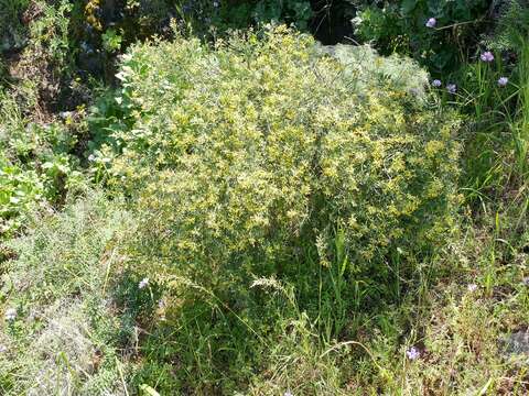 Image of <i>Acmispon dendroideus</i> var. <i>traskiae</i>