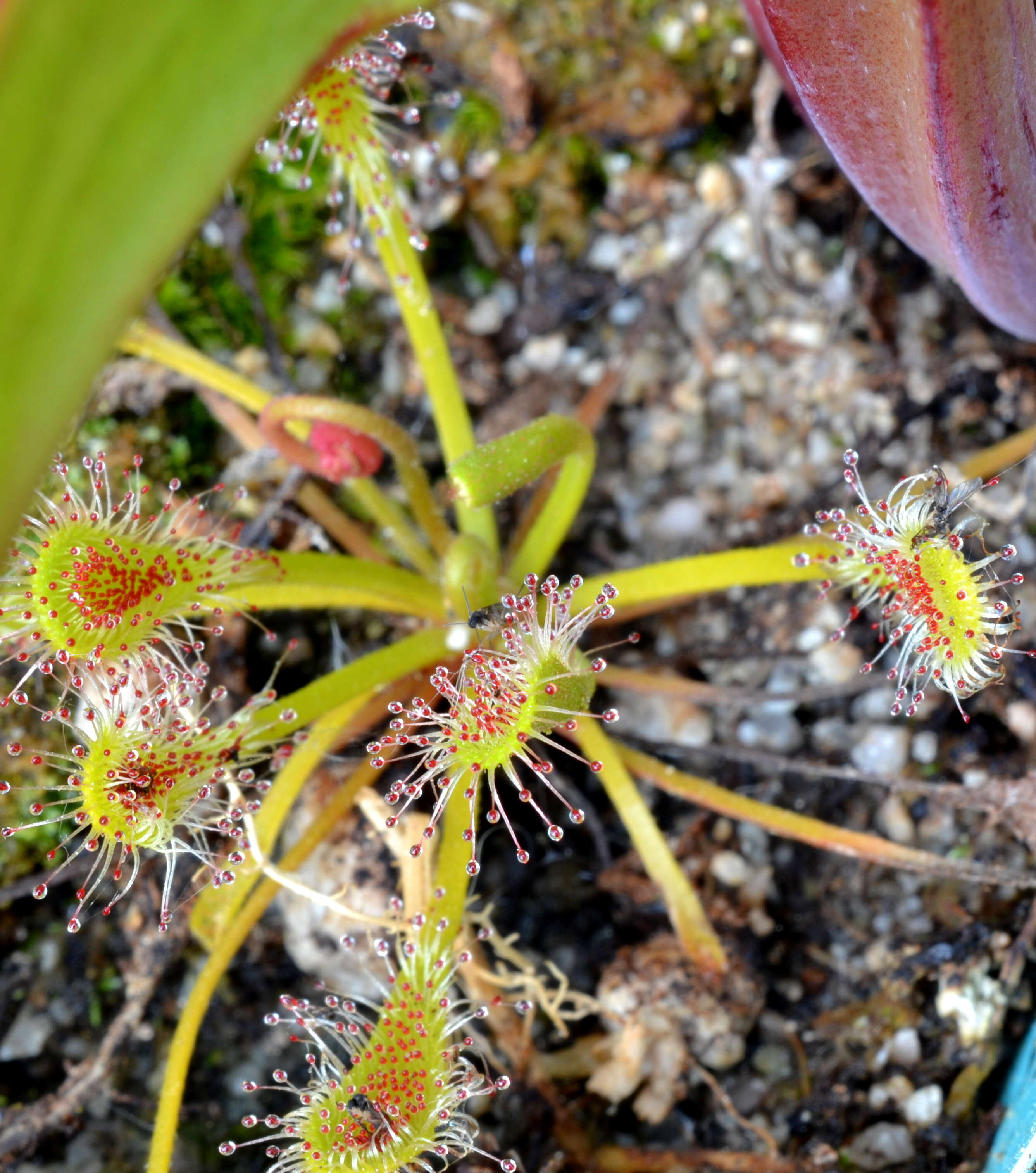 Image of Drosera nidiformis Debbert